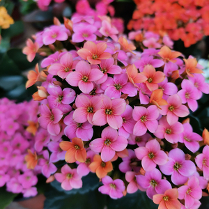 qu15011412839淘宝长寿花梵高小苗,开花呈复色单瓣,家庭培育,皮实好