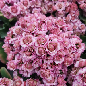 长寿花盆栽冬季开花粉重瓣大花长寿超级女神带花苞发货热销中