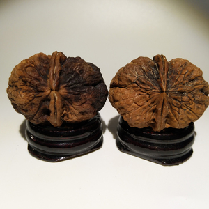 云南野生铁核桃文玩核桃金蟾疙瘩包金蟾王凌子之七彩元宝