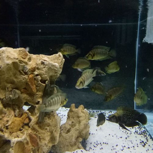 珍珠虎鱼 三湖慈鲷鱼活体 黑喷 黄喷 金头 白喷