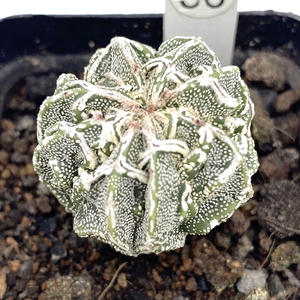 花龙园艺 核桃鸾凤玉 瑞凤玉  实生 核桃鸾凤玉 仙人球 基地直供