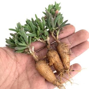 花龙园艺 冰花 块根番杏 可做枝干番杏嫁接砧木 露子花 多肉