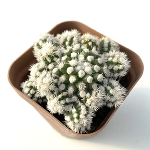 明日香姬仙人球