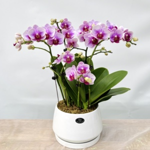 蝴蝶兰大盆