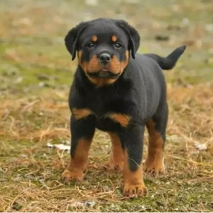 纯种罗威纳幼犬活体罗威纳犬防暴犬大头德系罗威纳护卫犬宠物狗狗