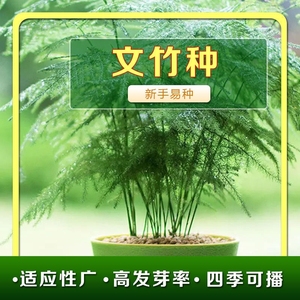 文竹种子四季易活室内防辐射阳台盆栽绿植易种花卉种孑观叶种子