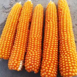 爆裂花玉米种子爆专用玉米种籽基红爆裂玉籽米1大田地高产大穗大