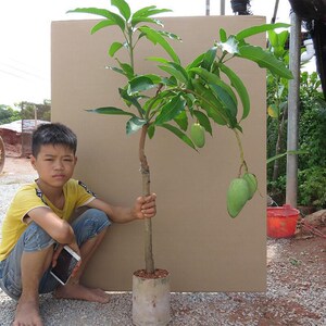 四季蜜芒果苗树苗 金煌 桂七 爱文 玉文  贵妃 台农一号 澳芒果树