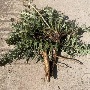 新鲜野生现挖大蓟根大蓟苗刺萝卜刺蓟大刺恶鸡婆马刺根中药材煲汤