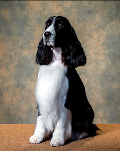 纯种史宾格猎犬警犬缉毒犬特种工作犬聪明温顺幼犬活体家养宠物狗