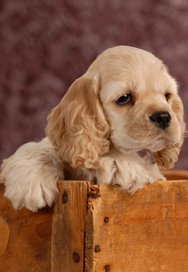 可卡犬幼犬英国