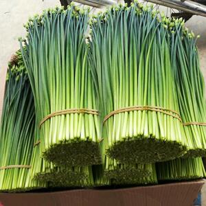 中华韭苔种子韭菜苔种籽抽薹快韭菜叶苔并用多年生四季可播蔬菜子