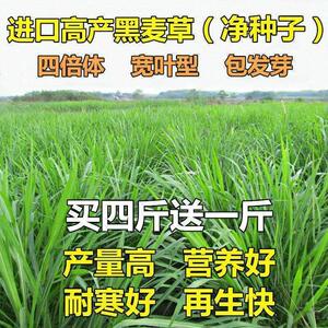 吃牧草种黑麦草喂鸡鸭子zrp牛羊养草鱼的畜牧饲料草籽鱼草子黑牧