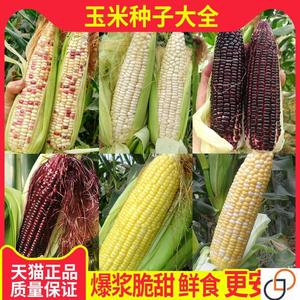 糯玉米种子高产四季粘玉米非转基因白彩甜糯超甜杂交大田种籽包邮