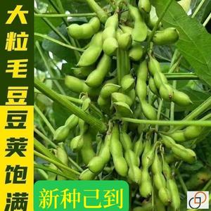 毛豆新鲜种子早熟大粒绿毛豆高产大豆带壳四季蔬菜种籽孑