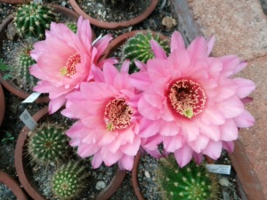 毛花柱 pisac 同飞碟 飞龙 荣耀 粉色条纹 仙女 曙光 蕾丝边