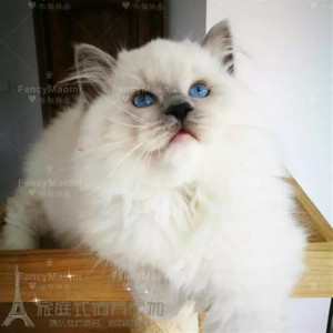 出售宠物活体纯种猫咪双色奶油色海豹色蓝眼山猫布偶猫幼猫幼崽p