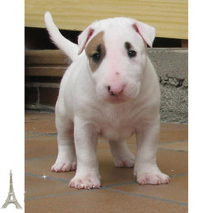 纯种海盗眼牛头梗幼犬活体宠物狗狗牛头梗孙红雷同款活体出售p