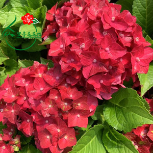 众里寻花 绣球花魔幻红宝石花宝白色天使无尽夏阳台庭院花园植物