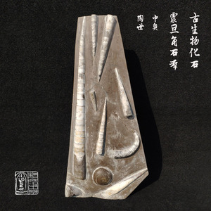 【震旦角石】震旦角石品牌,价格 - 阿里巴巴