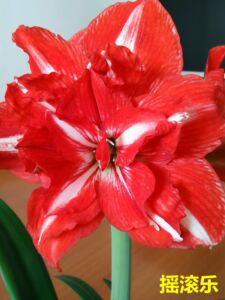 【现货】朱顶红 摇滚乐24/26多年生绿植盆栽卉 南非种球 伊朵花苑