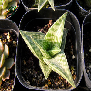 多肉植物12卷属姬千代田锦古老的品种趣味组合盆栽射手座包邮
