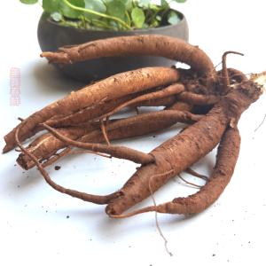 西归云南新鲜甜当归冬季煲汤食材商用5斤独角归散装野生炖鸡当季