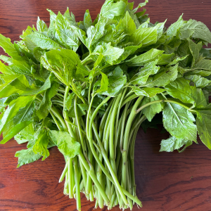 刺果棒东北特产山野菜刺五加每天现摘500g顺丰包邮山菜刺拐棒