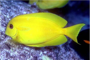 黄一字吊海水鱼