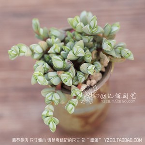 碧玉莲 多肉植物 碧鱼莲  番杏 易群生