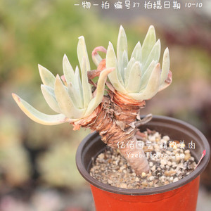 仙女杯多肉植物御剑初霜绿体初霜