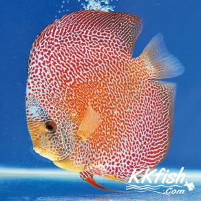 七彩神仙鱼豹点蛇