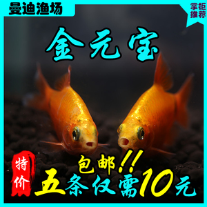 金龙鱼金元宝