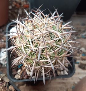 【乔乔多肉】仙人球种子 美刺球属 虎爪玉种子 破壳播