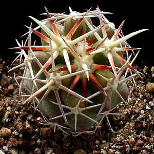 顶花球属仙人球