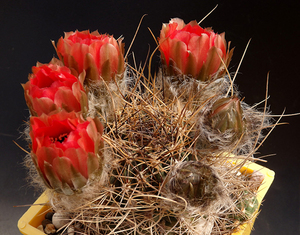 【黑喉丽花仙人球】黑喉丽花仙人球品牌,价格 - 阿里巴巴