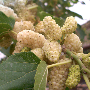 长玉桑树苗台湾四季长果桑葚树苗果桑苗南北方种植桑树苗当年结果