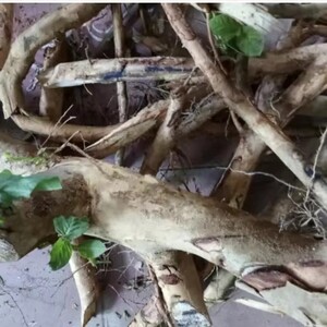 新鲜现挖鲜活石榴树根 生番石榴根 纯根500g包邮