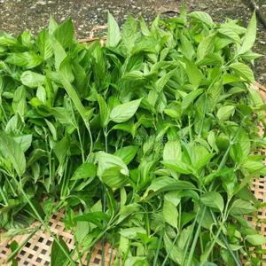 贵州五色糯米饭 紫蓝草蕃藤紫色米饭桨叶植物染料 花米饭染料