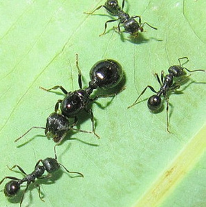 针毛收获蚁宠物蚂蚁蚂蚁工坊蚂蚁城堡生日礼物吃种子蚂蚁可多后制