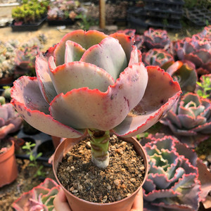 法国皇后蓝色妖姬婚纱包菜绿植多肉老桩一物一拍