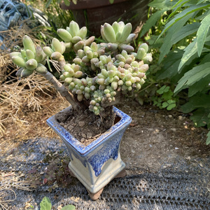 【千代松多肉】千代松多肉品牌,价格 - 阿里巴巴