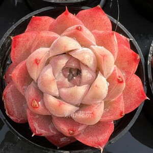 素心花房多肉植物 全状态桃熏女王单头  贵货新品 一物一拍