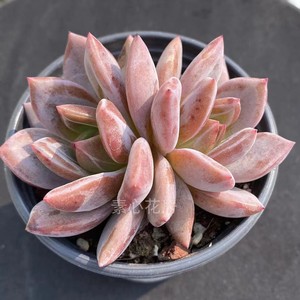 素心花房 多肉植物 酒红香槟 双头一物一拍 暗纹系 稀有小贵货
