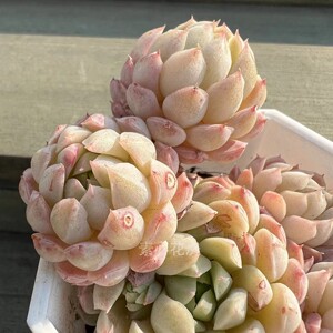 羊脂球多肉