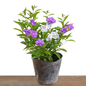 双色茉莉花带花苞开花浓香鸳鸯茉莉阳台庭院绿化花卉四季开花好养