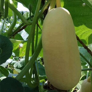 黄皮黄瓜-淘宝拼多多热销黄皮黄瓜货源拿货 - 阿里巴巴货源