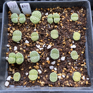 忆多仙番杏637#生石花c56a绿福来玉 一物一拍满百包邮9/3拍摄