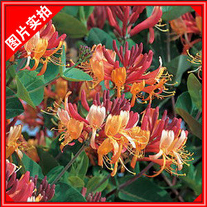 【金银花盆栽苗】金银花树苗 春季新品 美国丽人 攀援藤本花卉