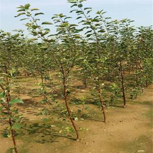 沙果树苗东北沙果苗冬红果苗海棠果树桩盆景地栽沙果苗小苹果树苗